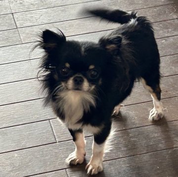 チワワ(ロング)【青森県・女の子・2023年2月7日・ブラックタンホワイト】の写真「小ぶり　ちょっとビビリな女の子」