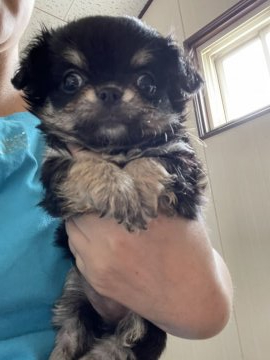 チワワ(ロング)【青森県・女の子・2021年4月27日・ブラックタン】の写真「ハッキリした顔立ち　写真追加しました2枚目」