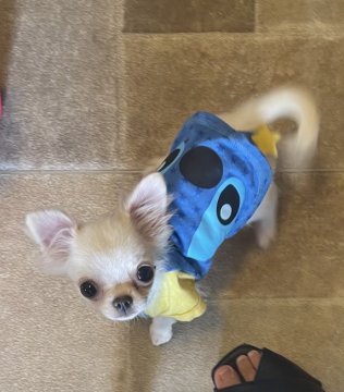 チワワ(ロング)【青森県・男の子・2021年4月27日・ホワイトクリーム】の写真「唯一、お父さん似です　換毛期に入り値下げします」