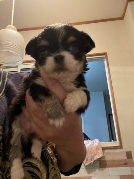 チワワ(ロング)【青森県・女の子・2021年4月27日・ブラックホワイト】の写真「頭と首に白い模様」