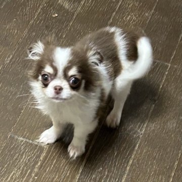 チワワ(ロング)【青森県・女の子・2024年1月22日・ホワイトチョコレートタン】の写真「期間限定　散歩くまさんバックプレゼント🎵1.3k」