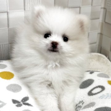 ポメラニアン【北海道・男の子・2025年6月13日・クリーム】の写真「遊び上手で人や動物が大好きな男の子です😊」