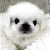 ペキニーズ