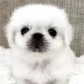 ペキニーズ