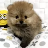 ポメラニアン