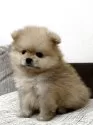 ポメラニアン【北海道・男の子・2025年6月14日・クリームセーブル】の写真2