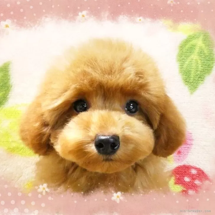 ID:2411-02922の子犬