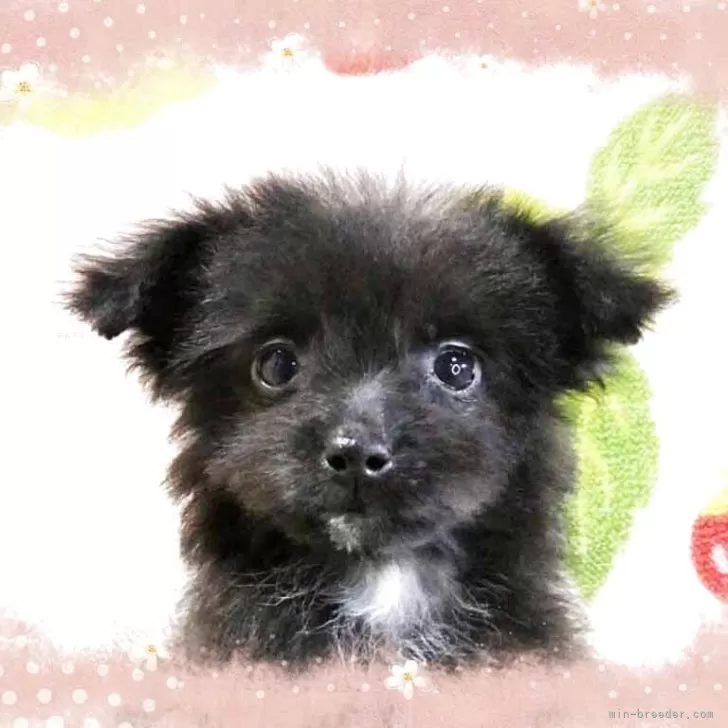 ID:2506-05440の子犬