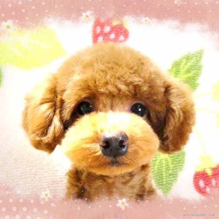 ブリーダー画像