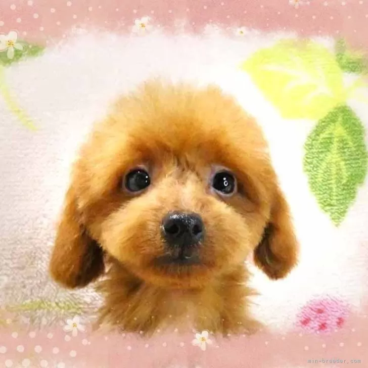 ID：2504-03737の子犬