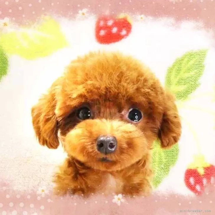 ティーカッププードル【千葉県・女の子・2025年2月14日・レッド】の写真1