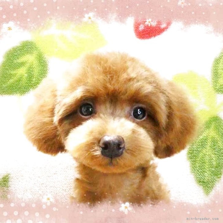 ブリーダー画像