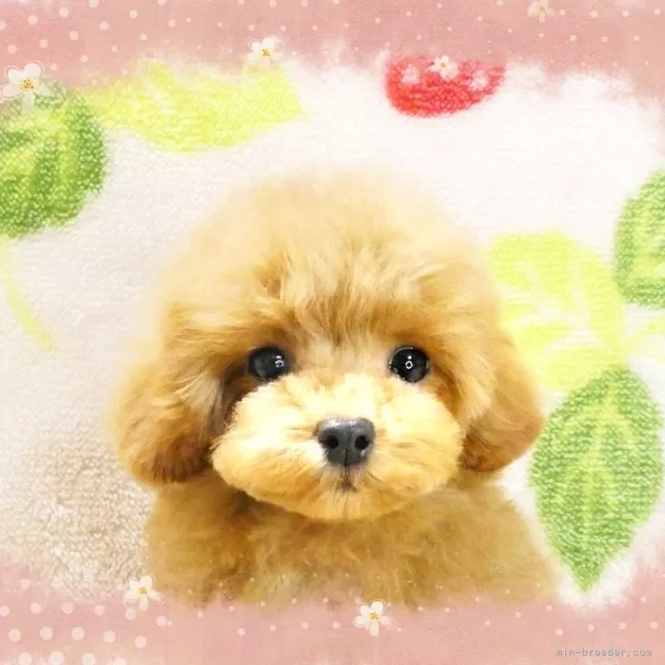 A.S 様のお迎えした子犬