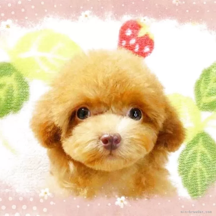 ID：2505-03611の子犬