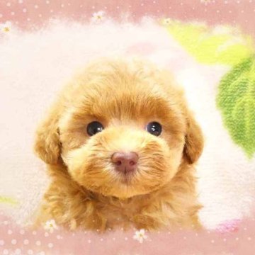 トイプードル(ティーカップ)【千葉県・女の子・2025年10月4日・レッド】の写真「ティーカップ予想うるうるお目々で超可愛い女の仔♪」