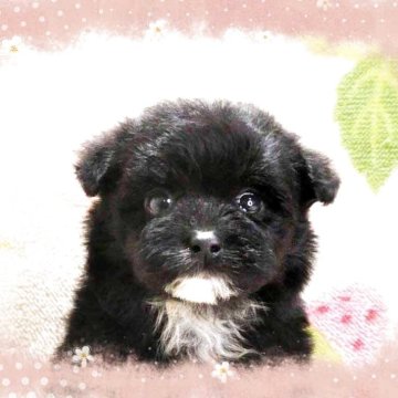 チワプー(チワワ×トイプードル)【千葉県・女の子・2025年10月3日・ブラック】の写真「綺麗なチワプー!☆ほぼトイプーホント愛らしい女の仔」