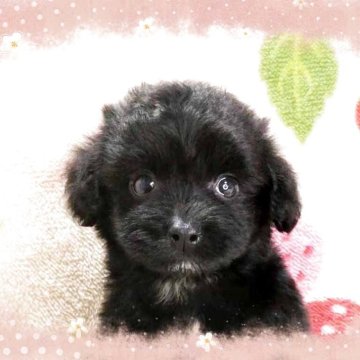 チワプー(チワワ×トイプードル)【千葉県・男の子・2025年10月3日・ブラック】の写真「ティーカップチワプー☆超カワイイ!!愛らしい男の仔」