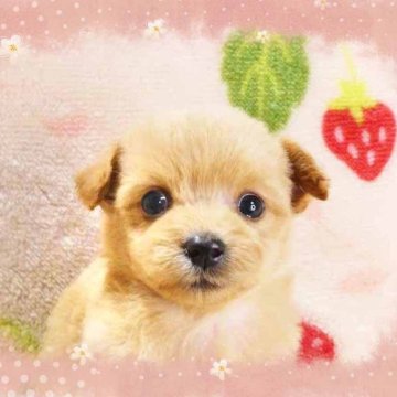 チワプー(チワワ×トイプードル)【千葉県・男の子・2025年10月7日・クリーム】の写真「綺麗な極小チワプー!お顔まん丸お目々クリクリ男の仔」