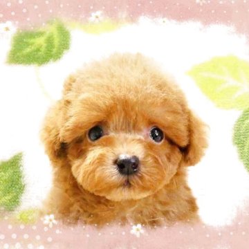 ティーカッププードル【千葉県・男の子・2025年8月12日・レッド】の写真「ティーカップ予想☆めっちゃ可愛い優しいお顔の男の仔」