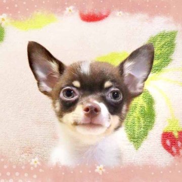 チワワ(ロング)【千葉県・男の子・2025年7月16日・チョコレート&ホワイト】の写真「小ぶりですお目々クリクリ程好いお鼻の短さ超可愛い♪」