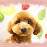 ティーカッププードル