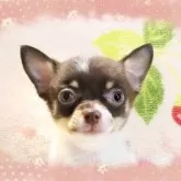 チワワ(ロング)