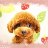 ティーカッププードル