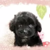 チワプー(チワワ×トイプードル)【千葉県・男の子・2025年10月3日・ブラック】の写真1