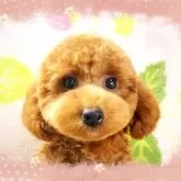 ティーカッププードル