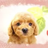 ティーカッププードル