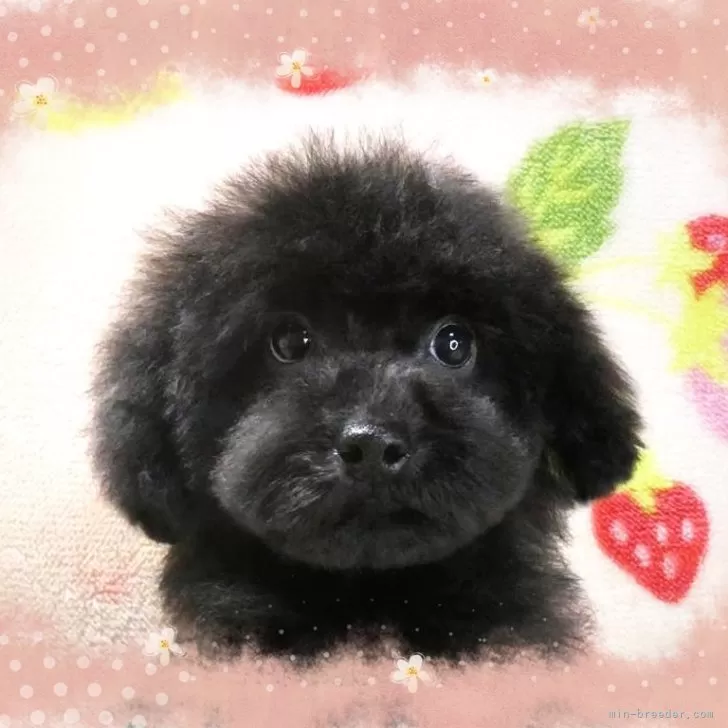 みゆき 様のお迎えした子犬