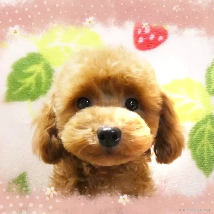 ID:2312-01732の子犬