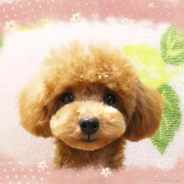 ID：2312-01721の子犬