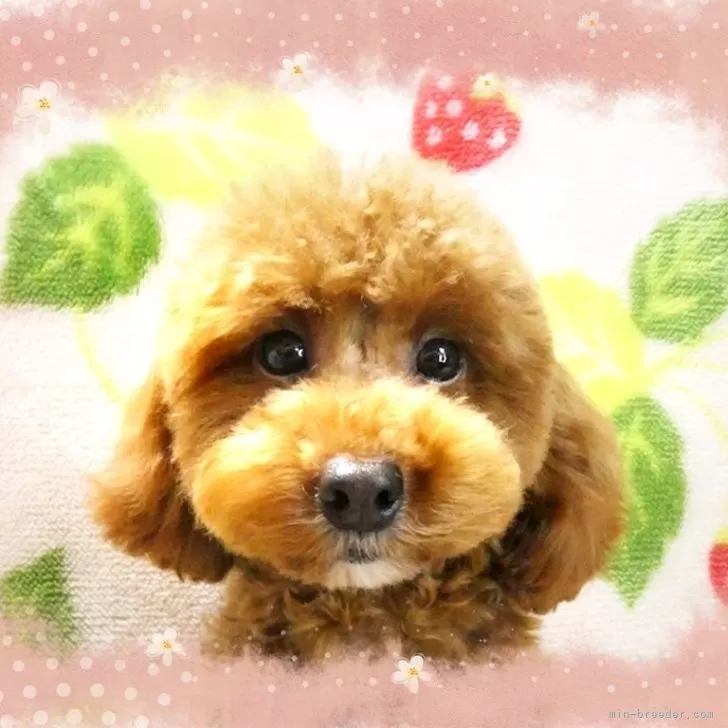 ふーた 様のお迎えした子犬