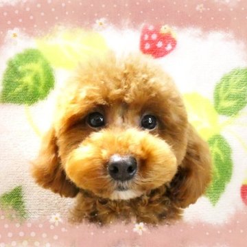 トイプードル(タイニー)【千葉県・女の子・2023年8月4日・レッド】の写真「小さめタイニー予想☆まん丸お顔にお目々クリックリ♪」