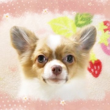 ポメラニアン【千葉県・男の子・2024年5月20日・チョコレート&ホワイト】の写真「☆小ぶり!スタイル抜群!!☆お目々クリックリでお鼻」