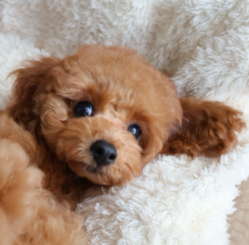 トイプードル(タイニー)【福岡県・男の子・2025年3月9日・レッド】の写真「両親譲りの成犬になっても可愛いお顔のままの子です」