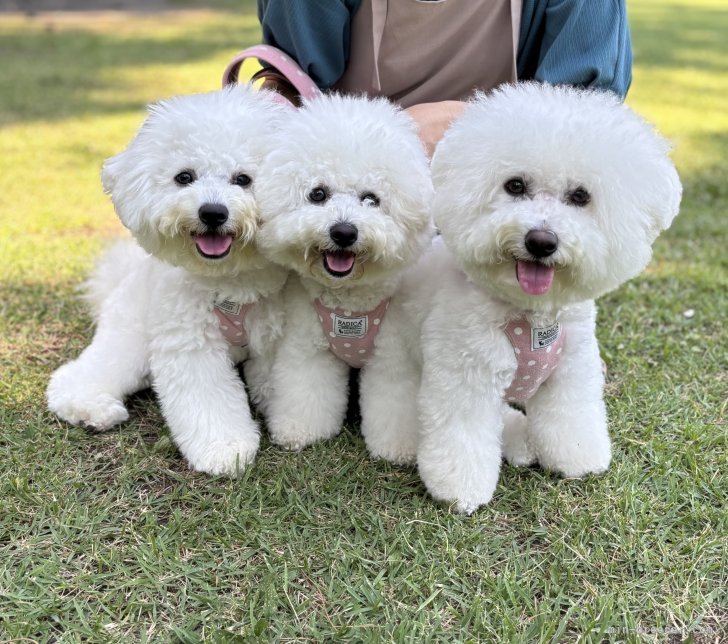 野口麻代ブリーダーのブログ：🫧今月もよろしくお願いいたします🐶🐶🐶🐾🫧