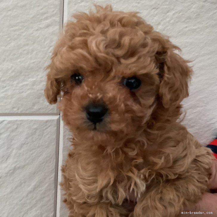 ブリーダー画像