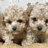 ティーカッププードル【岡山県・男の子・2025年10月24日・クリーム】の写真3「妹とパシャリ。左側です。」