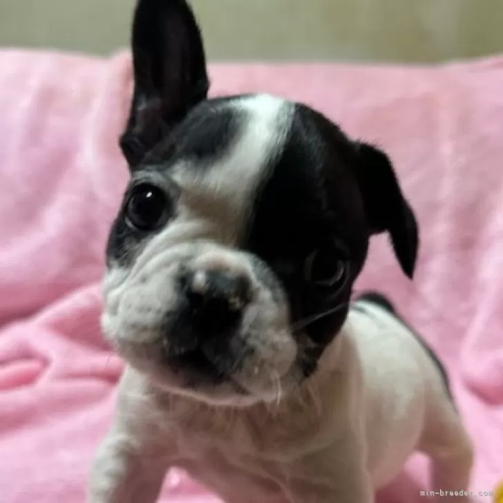 ID：2501-03421の子犬