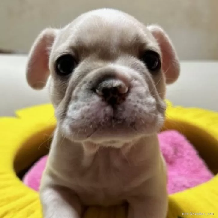 ID：2501-03408の子犬