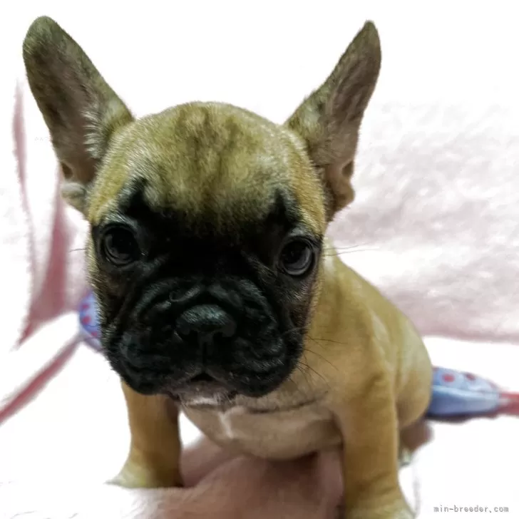 フレンチブルドッグ【福岡県・女の子・2025年6月20日・レッドフォーン】の写真1