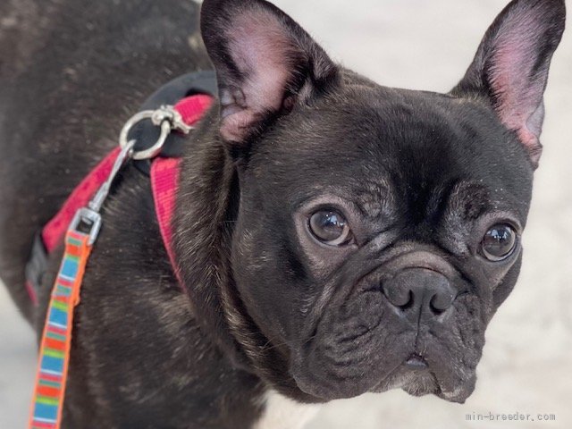 フレンチブルドッグ【・女の子・2020年10月7日・ブリンドル】