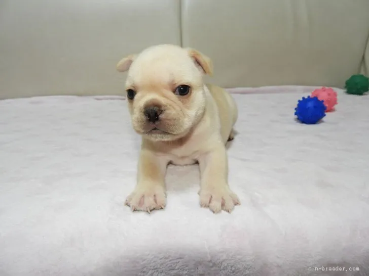 ID：2005-01508の子犬