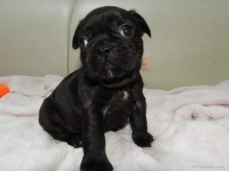 ID：2202-01663の子犬