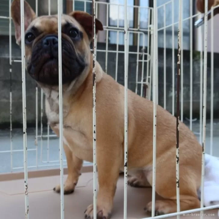 ID：2306-05651の子犬