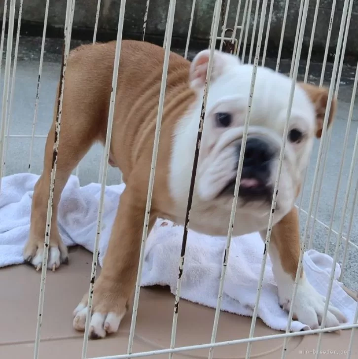 ID：2310-03240の子犬