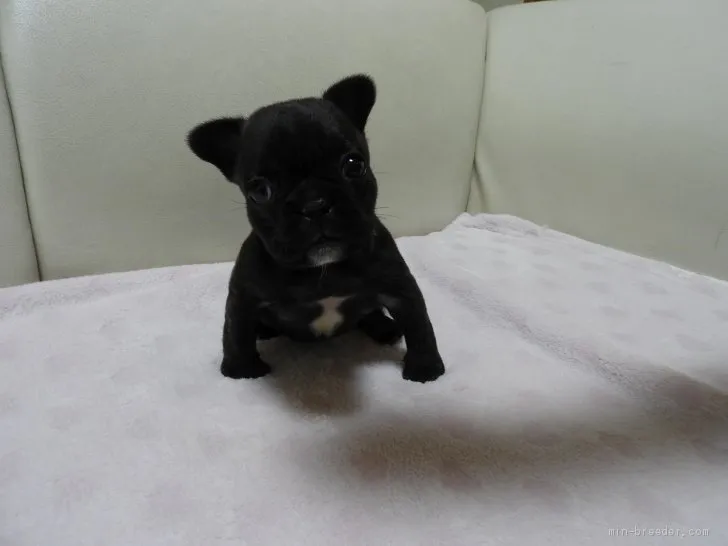 ID：2001-00069の子犬