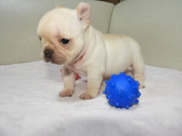 フレンチブルドッグ【福岡県・女の子・2020年4月2日・クリーム】の写真「♡真ん丸ころころ穏やかな女の子♡」